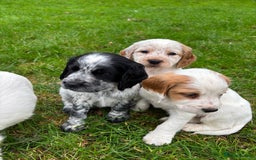 Sprocker dogs for sale: 🧡 Sprocker Puppies 💛 - Image 5