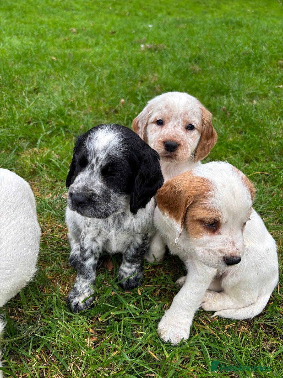 Sprocker dogs for sale: 🧡 Sprocker Puppies 💛 - Image 5