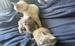 British Shorthair cats for sale: 5 stunning lilac British short hair kittens    - Image 6