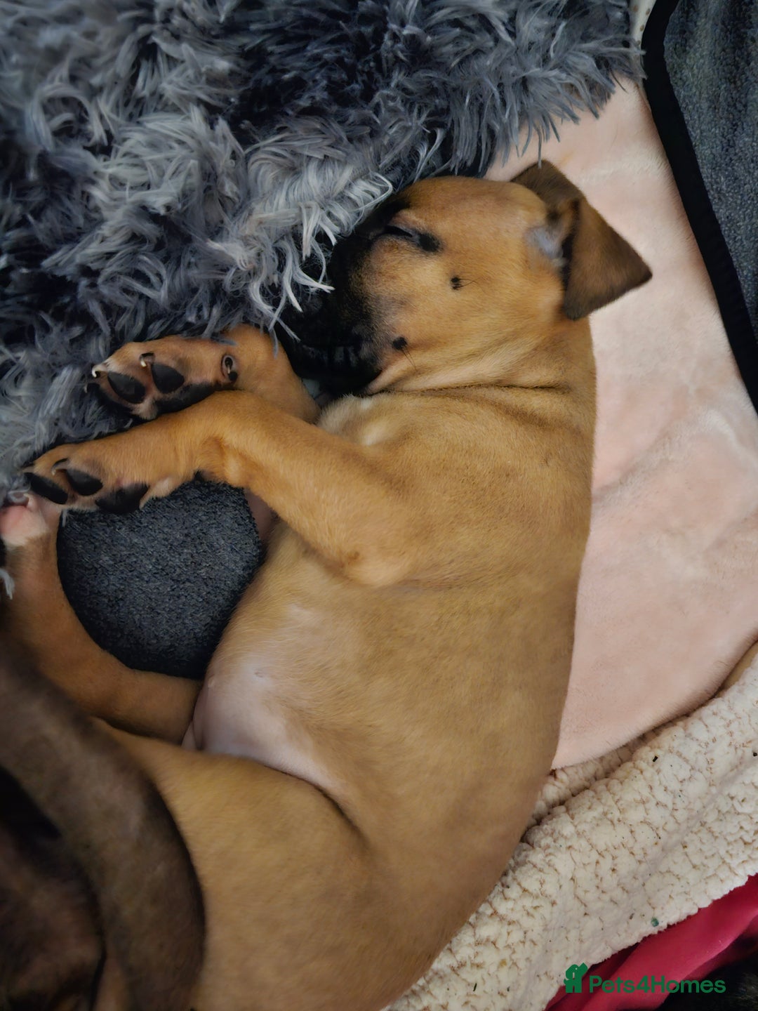 Bullmastiff dogs for sale: Bullmastiff puppy female  - Image 3