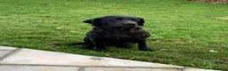 Labrador Retriever dogs for sale: KC REG Labradors, Great pups For sale  - Advert 10