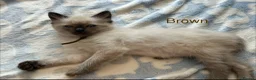Ragdoll cats for sale: Ragdoll Kittens, Ready Now - Advert 19