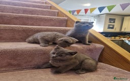 Scottish Fold cats for sale: 1 BSH Boy AVAILABLE. in Sheffield - Image 8