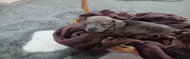 Mixed Breed Puppy 4