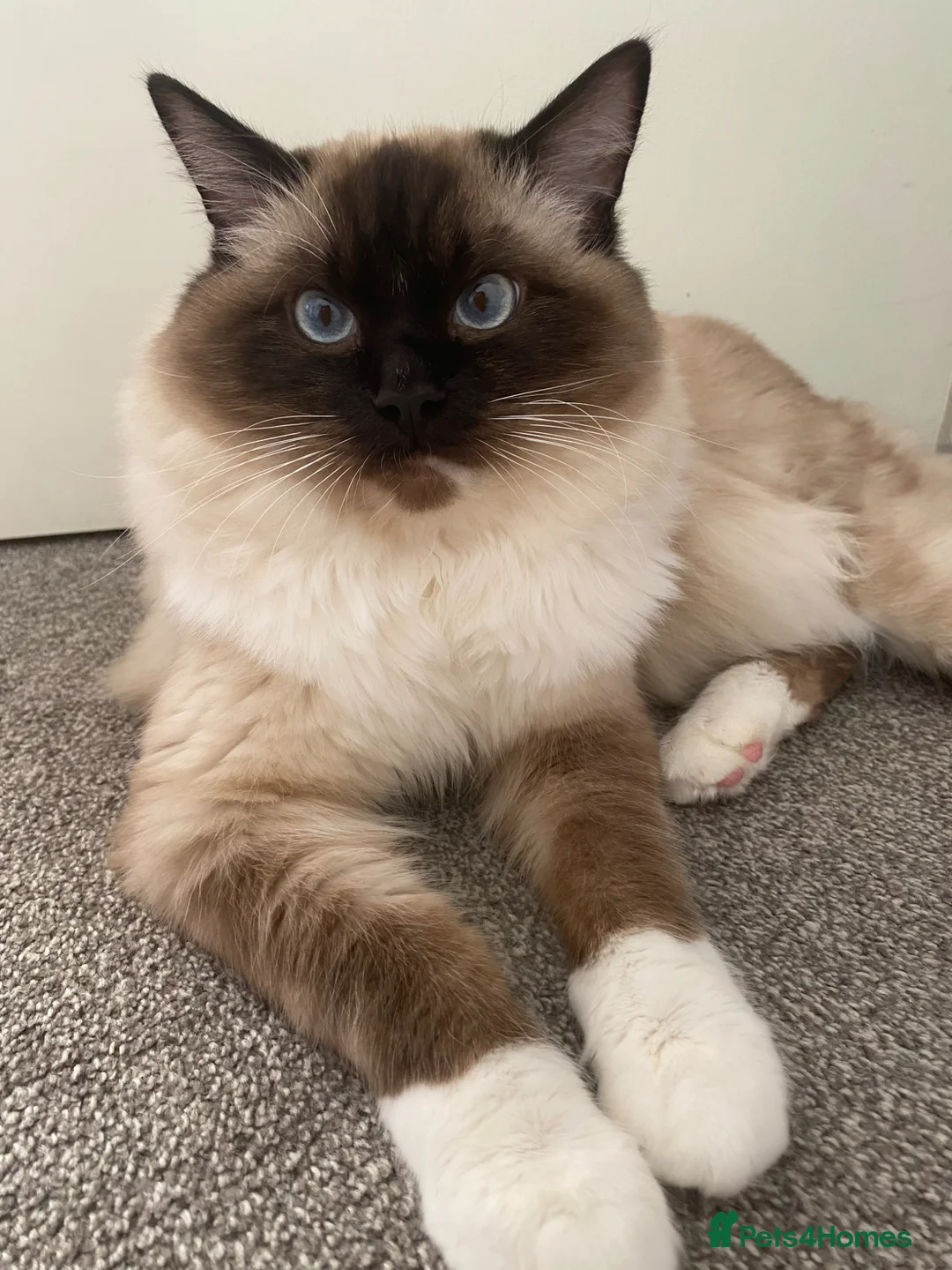 Ragdoll cats for sale: Ragdoll boy 10 months old - Advert 1
