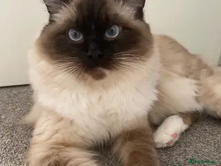 Ragdoll cats Ragdoll boy 10 months old - Advert 2