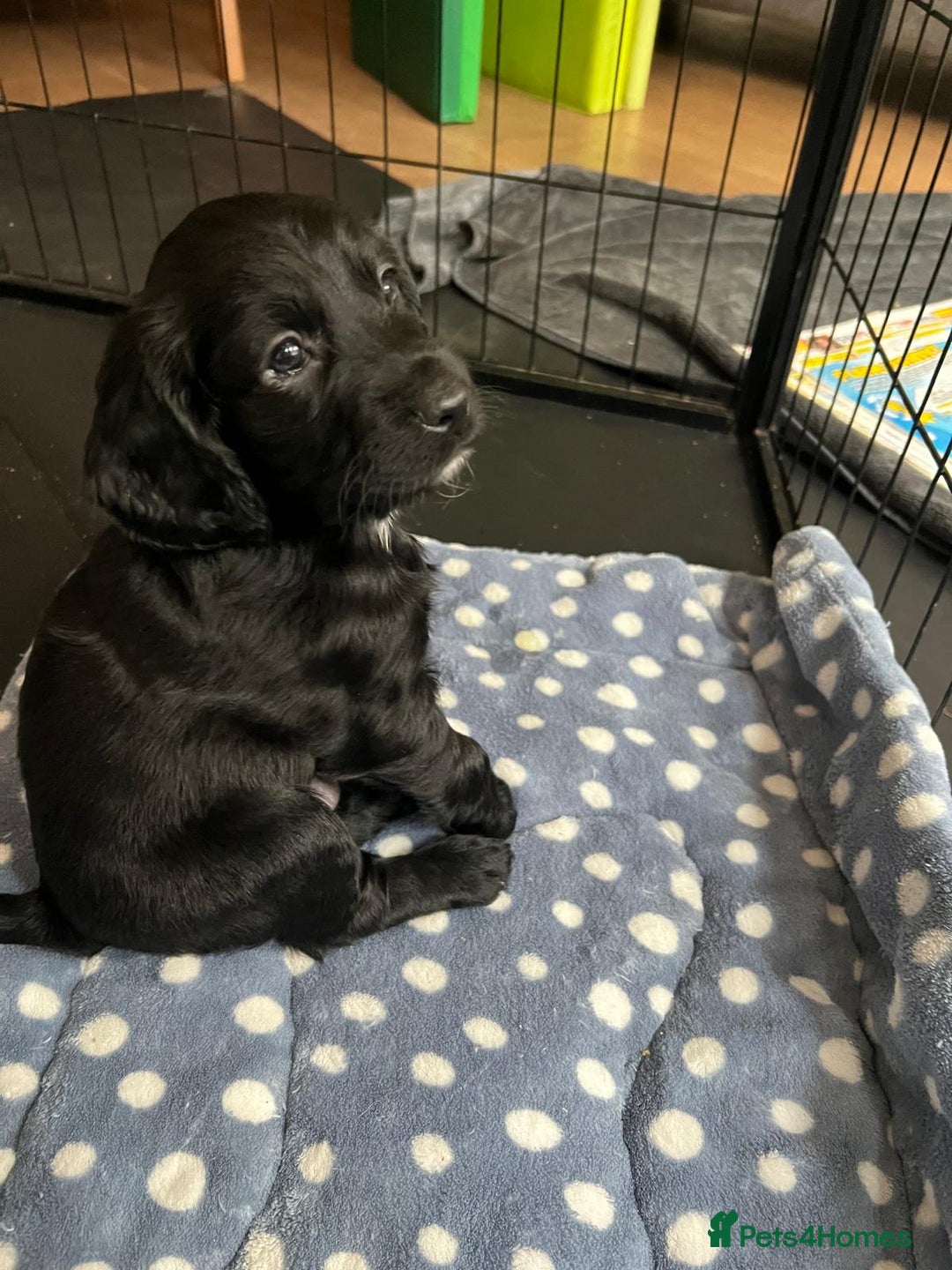 Cockapoo dogs for sale: Exceptional cockapoo pups- 1 Boy, 1 Girl left!! - Image 25
