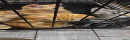 Mixed Breed cats for sale: Kitten ready for new home in Hereford - Advert 12