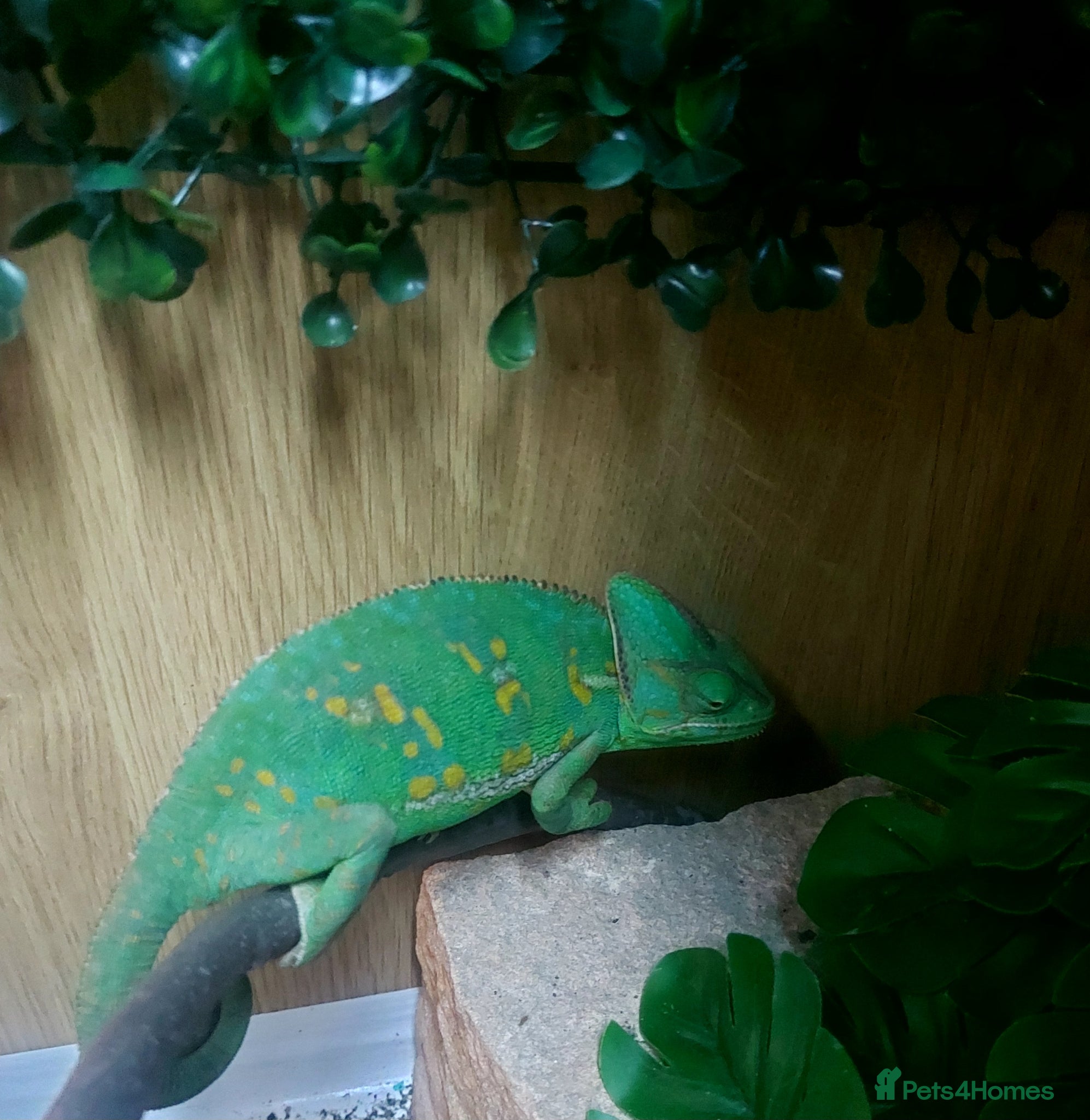 Chameleon reptiles for sale: Young female veiled Chameleon  in Chester - Advert 5