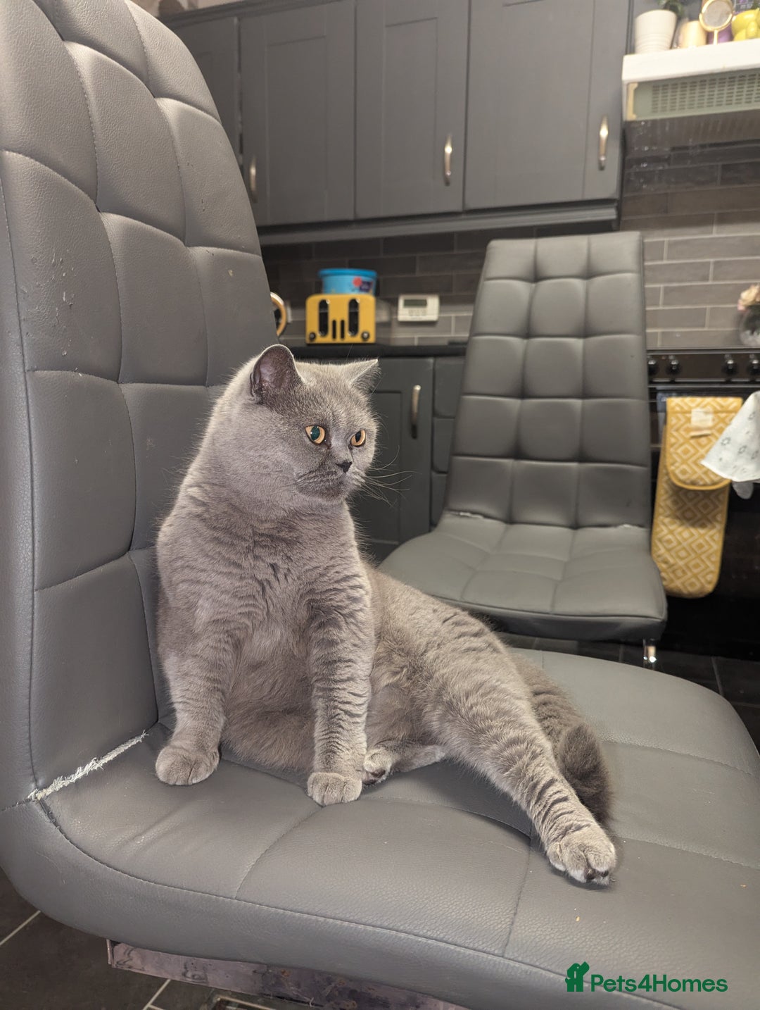 British Shorthair cats for sale: 2 British short hair cats for sale.  - Image 2