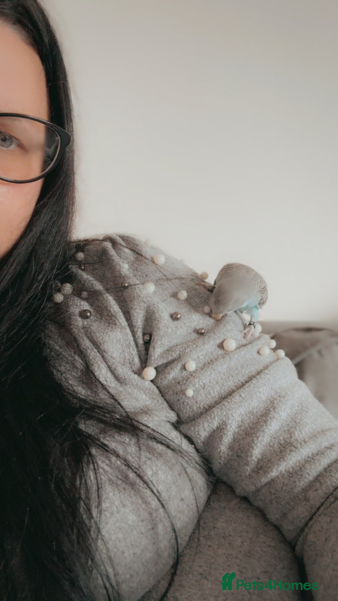 Budgerigars birds for sale: Buddy the budgie  - Advert 5