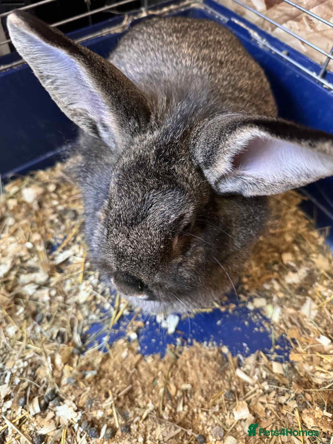 English Lop rabbits for sale: rabbits for sale ready to go  - Image 4