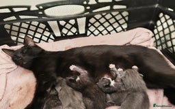 Mixed Breed cats for sale: Gorgeous grey and tabby grey kittens  - Image 5