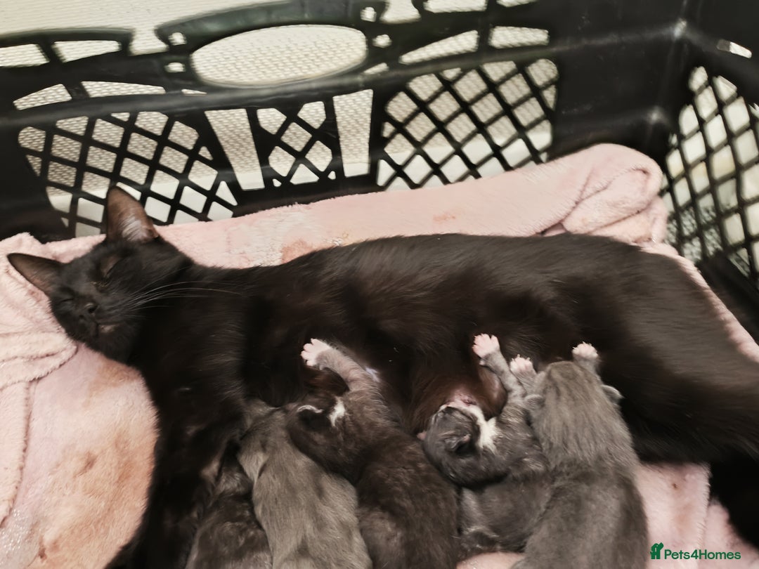 Mixed Breed cats for sale: Gorgeous grey and tabby grey kittens  - Image 5