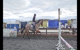 English Thoroughbred horses for sale: 17.1 built like ID, exceptional temperament  - Image 4