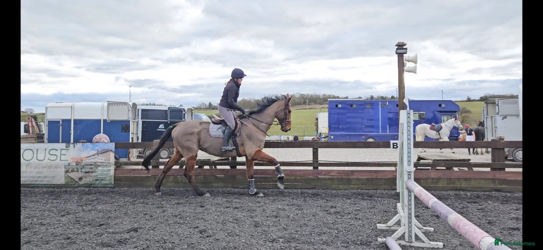 English Thoroughbred horses for sale: 17.1 built like ID, exceptional temperament  - Image 4