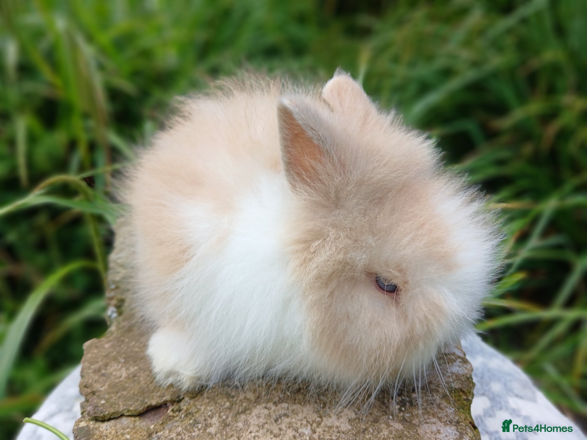 Lionhead rabbits for sale: Stunning DM Lionhead baby rabbits - Advert 10