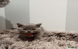 Brazilian Shorthair cats for sale: Beautiful blues Bristh short hair - Image 31
