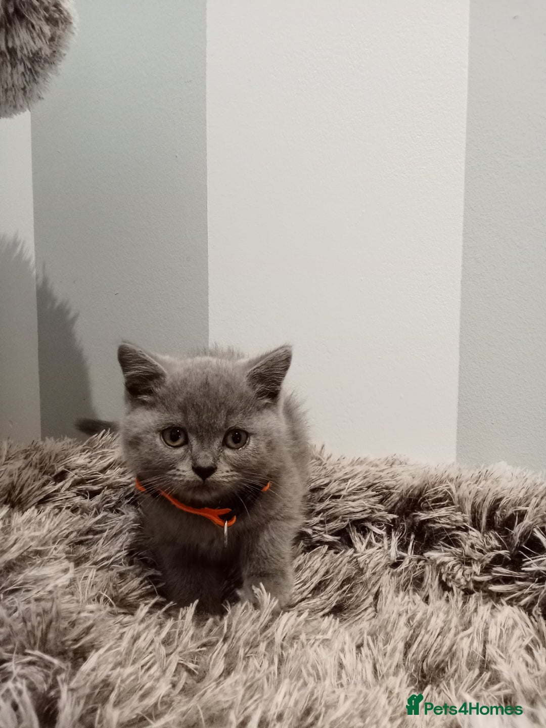 Brazilian Shorthair cats for sale: Beautiful blues Bristh short hair - Image 31
