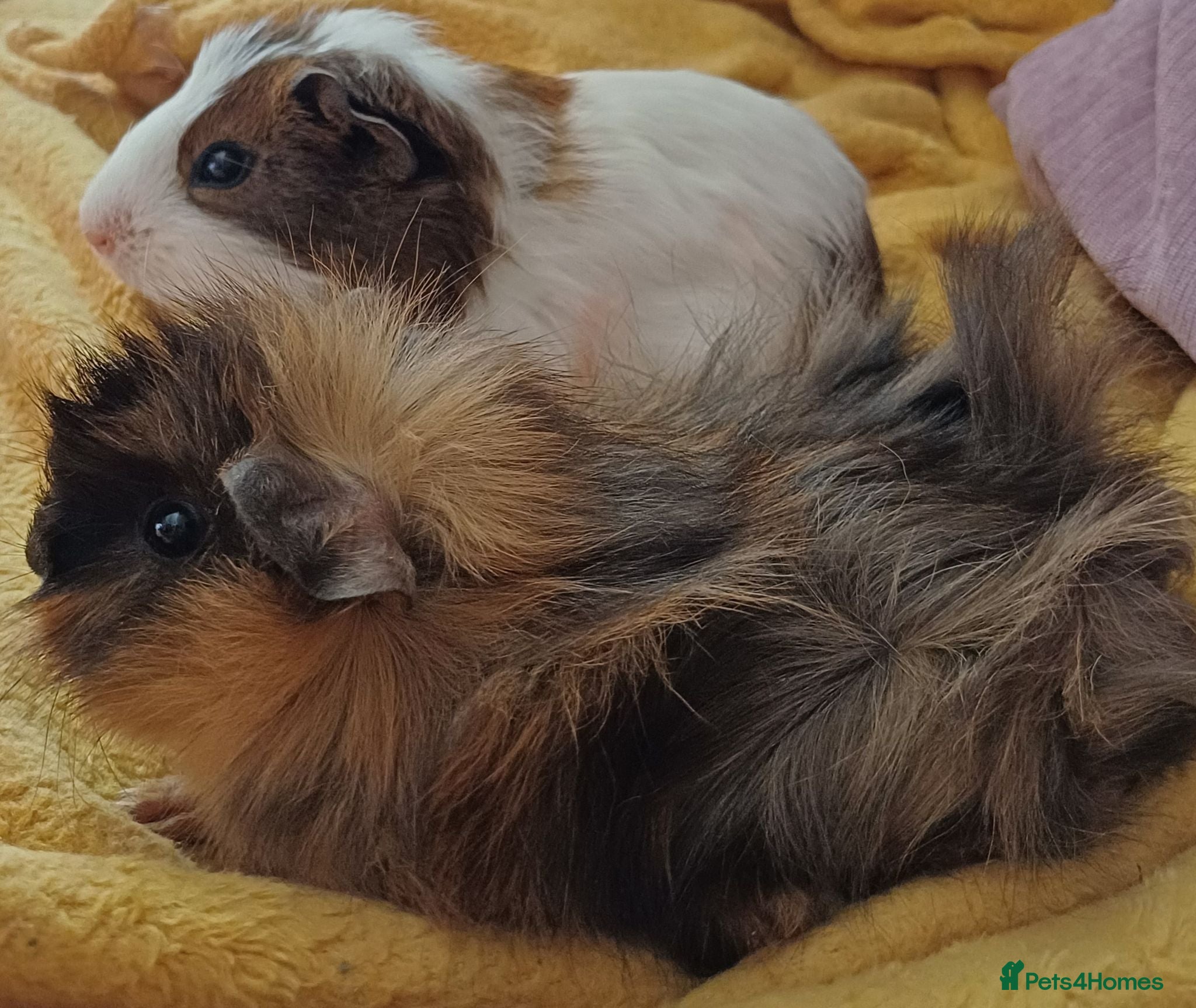 Guinea Pig rodents 9 week old brothers gpigs - Advert 11