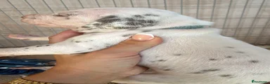 Ice 