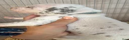 Dalmatian dogs for sale: 🐾🏆Dalmatian puppies🏆🐾 - Advert 12