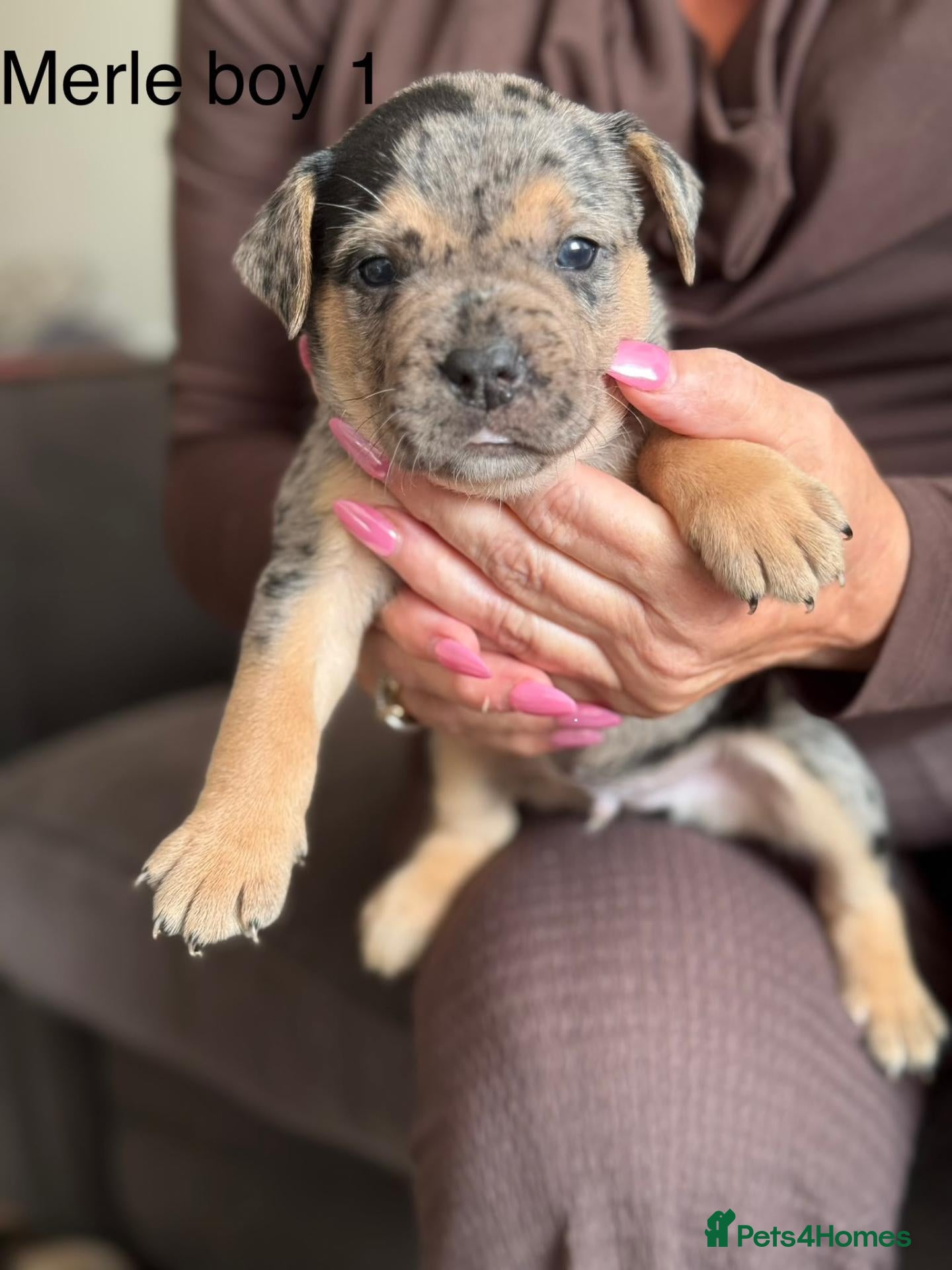 Mixed Breed dogs for sale: French bulldog x labrador x - Advert 7
