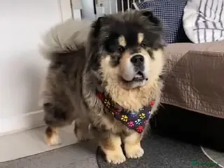 Chow Chow dogs Merle Tan Chow Chow for Stud in Sheffield - Advert 19