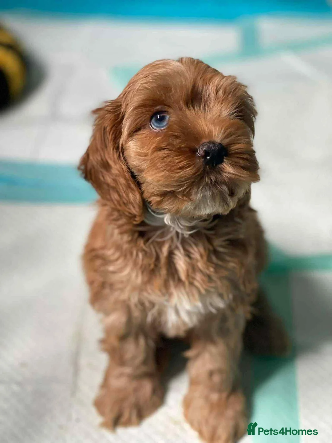 Cockapoo dogs for stud: unique and beautiful f3 american cockapoo stud - Advert 35