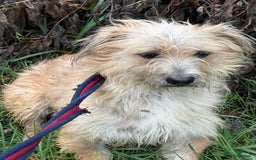 Mixed Breed dogs for adoption: Button - Watton Norfolk  - Advert 9