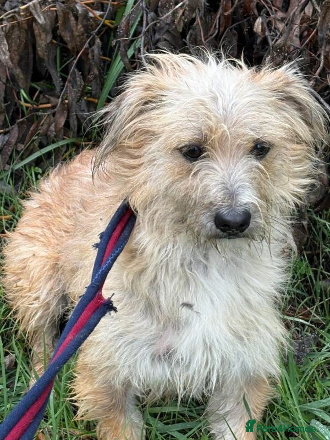 Mixed Breed dogs for adoption: Button - Watton Norfolk  - Advert 9