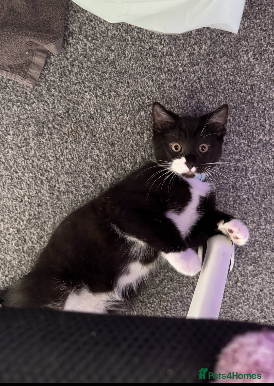 Domestic Shorthair cats for sale: Kitten for sale - Advert 4