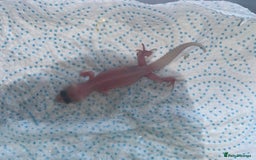 Leopard Gecko reptiles for sale: Baby leopard geckos for sale - Image 4