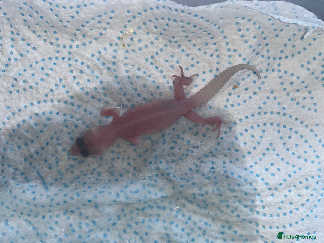 Leopard Gecko reptiles for sale: Baby leopard geckos for sale - Image 4
