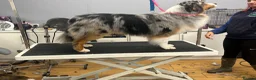 Mixed Breed dogs for sale: Working Border Collie x Australian Shepherd pups - Advert 2