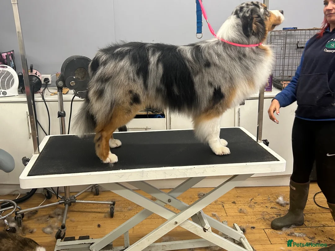 Mixed Breed dogs for sale: Working Border Collie x Australian Shepherd pups - Advert 2