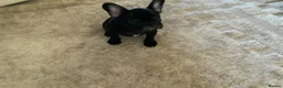 French Bulldog dogs for sale: KC registered adorable french bulldog boy  - Advert 16