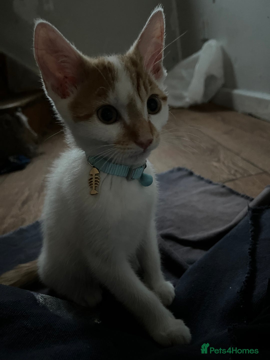 Domestic Shorthair cats for sale: Playful kitten for sale - Image 14