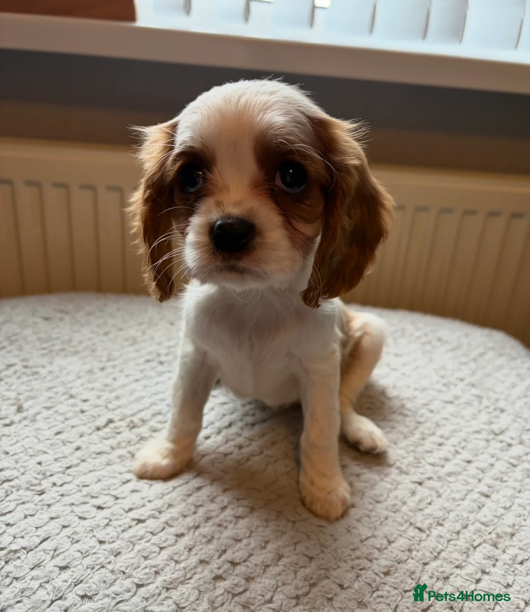 Cavalier King Charles Spaniel dogs for sale: Tri/ Blenheim Cavalier King Charles Puppies ready  - Advert 5