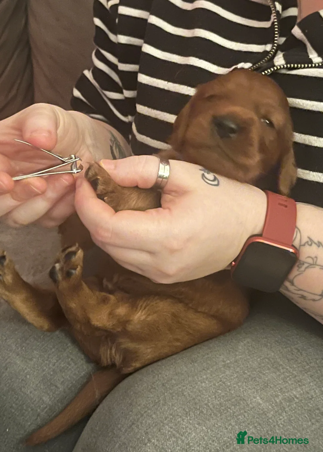 Irish Setter dogs for sale: Quality Irish setter puppies KC Registered - Advert 40