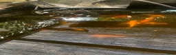 Koi Carp fish for sale: Koi carp for sale - Advert 7