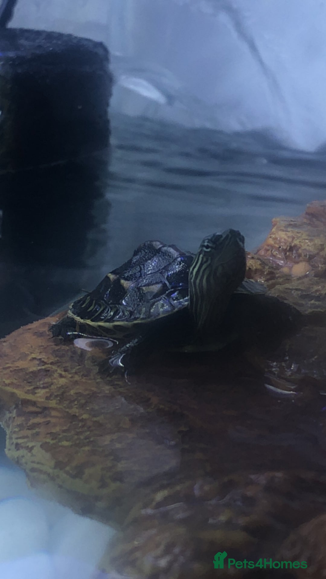 Terrapin reptiles for sale: 🐢 Two Terrapins For Sale (Tank Included) - Advert 3