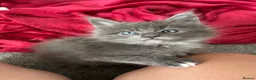 Maine Coon cats for sale: 🩷Beautiful Pedigree TICA Registered Maine Coons🩷 - Advert 11