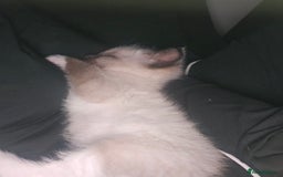 Ragdoll cats for sale: Ragdoll X babies. - Image 6