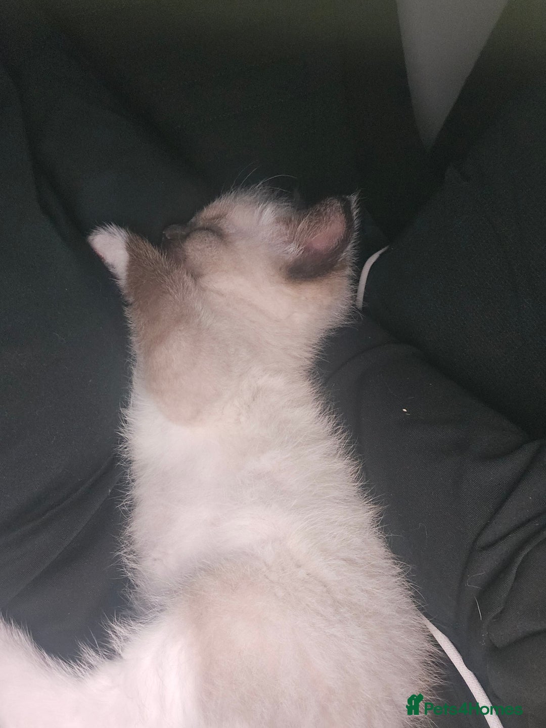 Ragdoll cats for sale: Ragdoll X babies. - Image 6