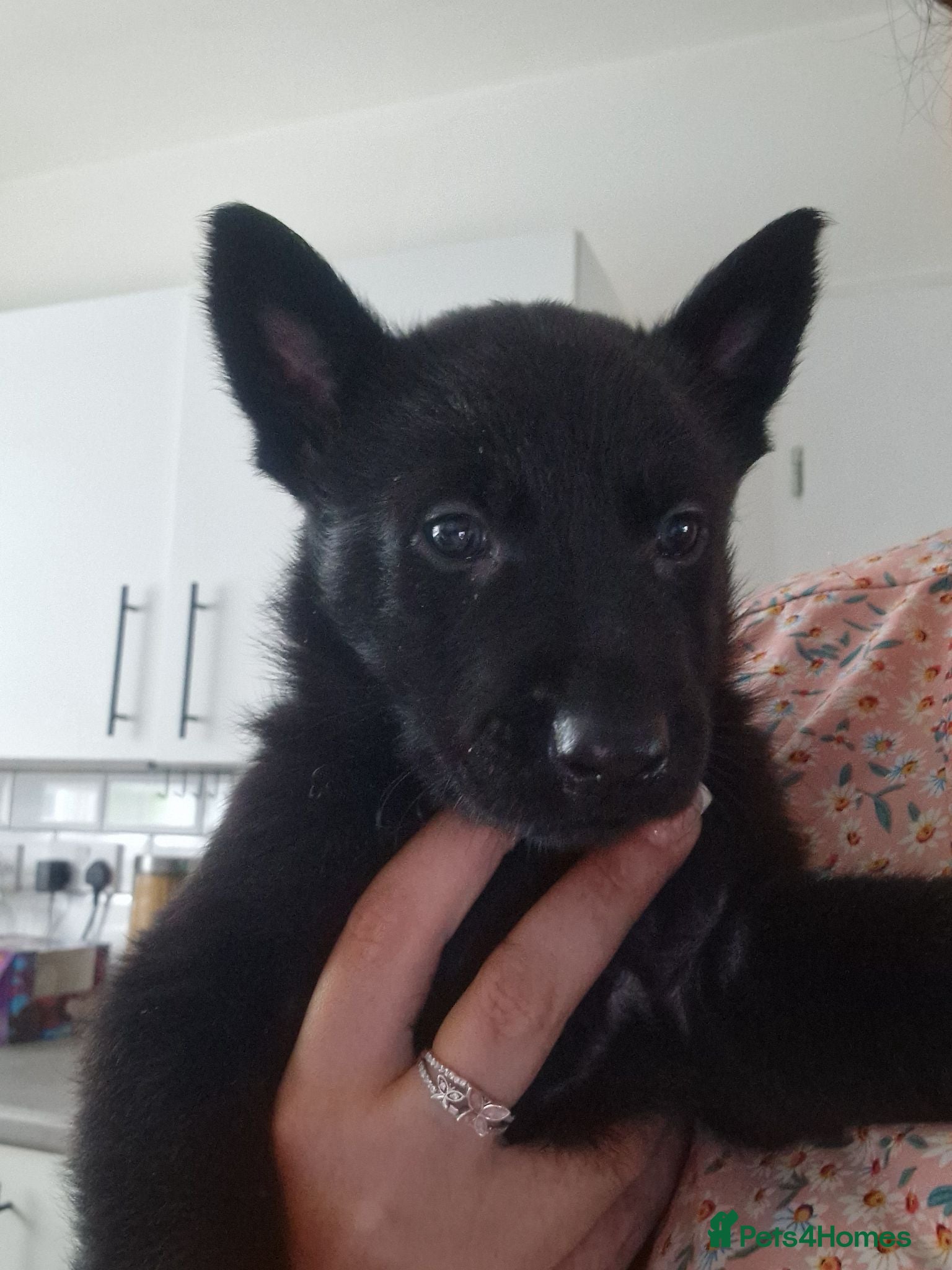 German Shepherd dogs Beautiful german shepherd puppies for sale  - Advert 14
