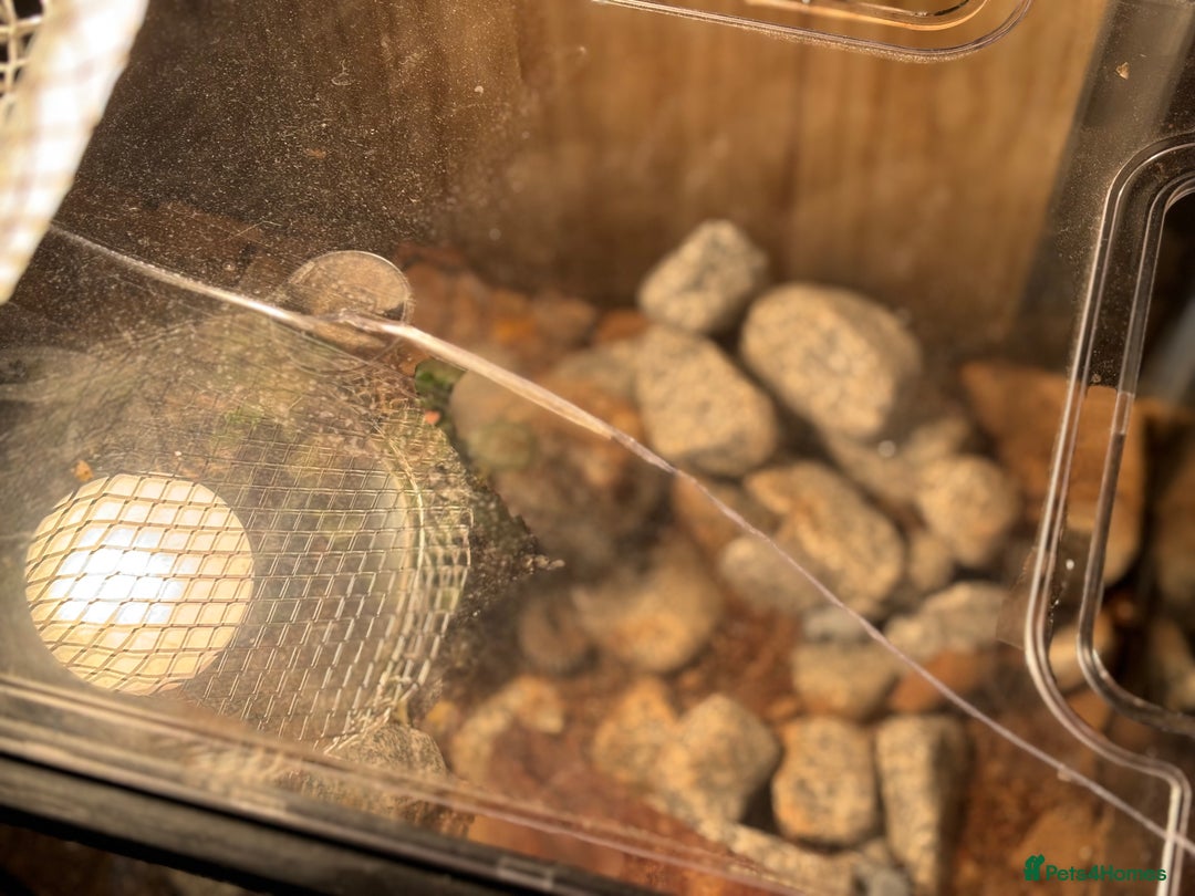 Beetles invertebrates for sale: Blue death feigning beetles with their set up  - Image 5