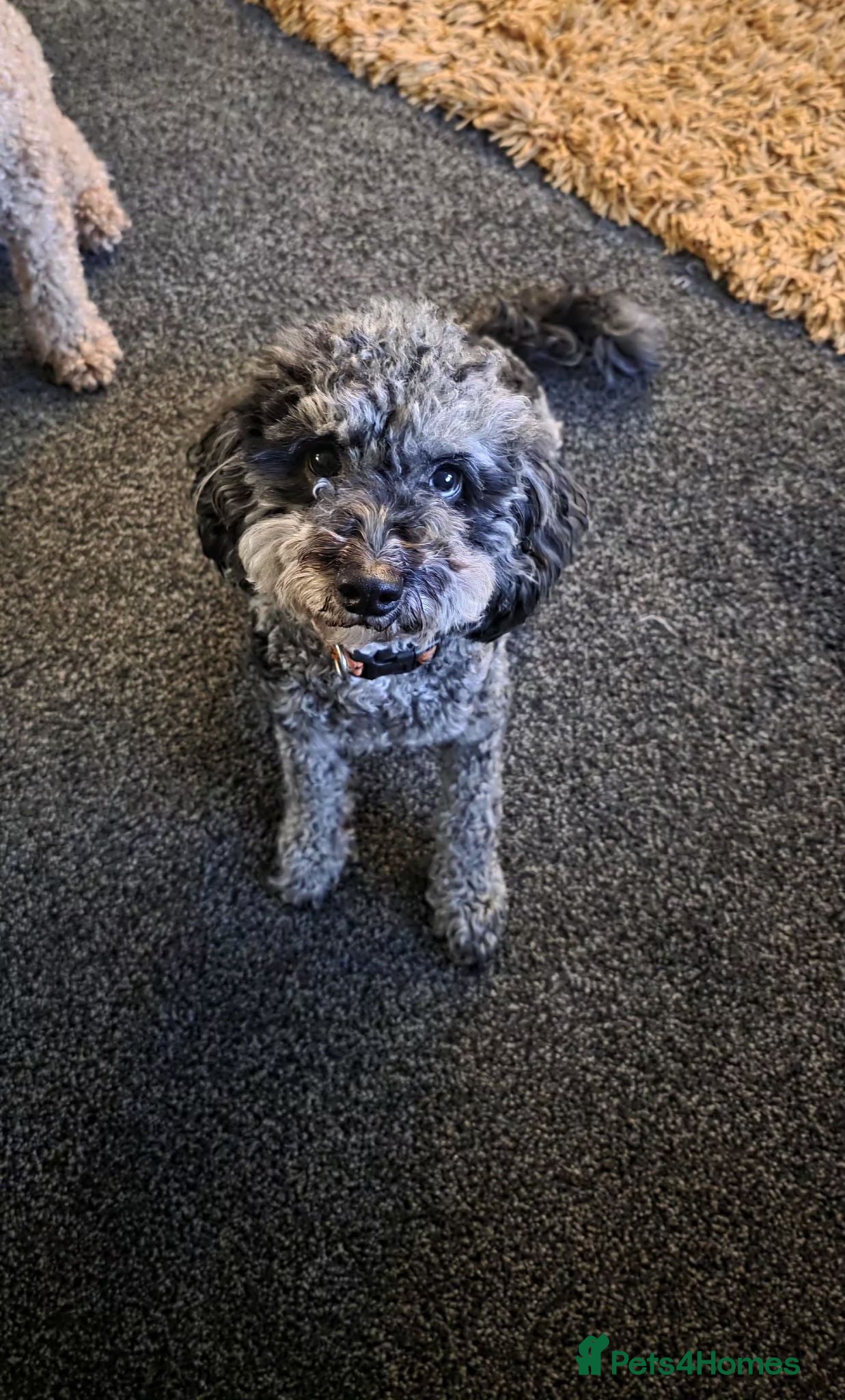 Toy Poodle dogs Toy poodle - Advert 1