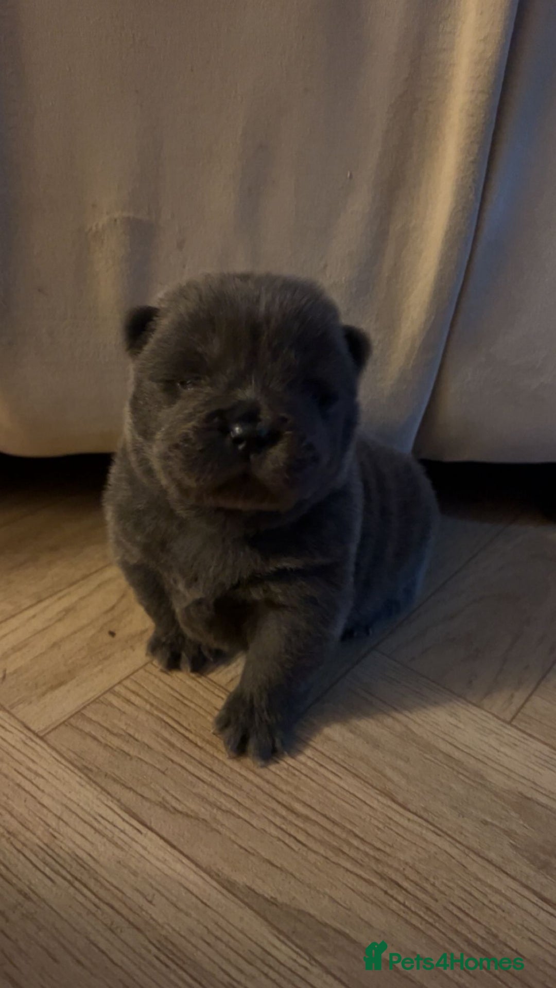 Chow Chow dogs for sale: Stunning Chow Chow Puppies Luxi Chow × Royal Chows - Advert 11