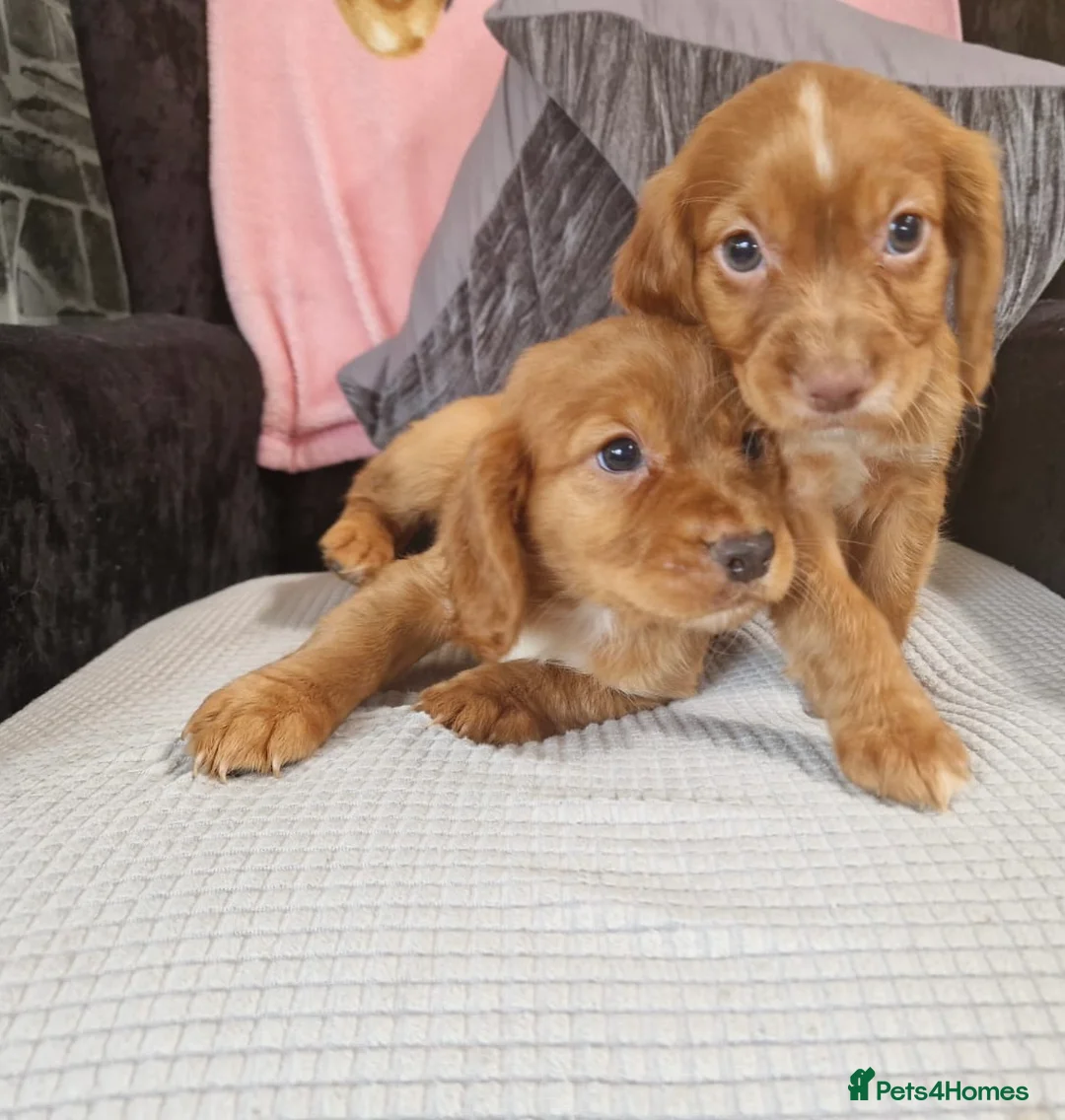 Cocker Spaniel dogs for stud: HEALTH TESTED KC WORKING COCKER SPANIEL STUD in Wolverhampton - Advert 16